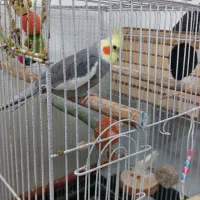 عروس هلندی