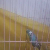 مرغ عشق و طوطی کوتوله