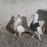 جوجه طوقی