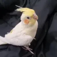 عروس هلندی جفت
