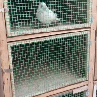 قفس کبوتر