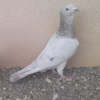 هفت رنگ کاکل کله هما کاکل