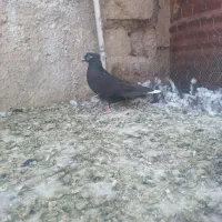 سیاه ماده دمسفید