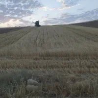نخود سیاه دیمی