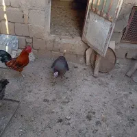 بوقلمون