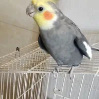 پرنده