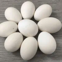 تخم نطفه دار گلین