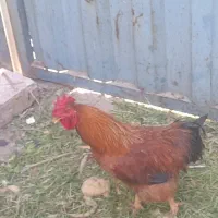 خروس جهت قربونی