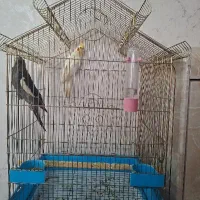 عروس هلندی