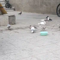 ۱۹ تا کبوتر رنگه