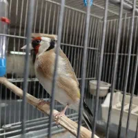 سهره لر بخون سهره قناری لر بخون