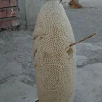 قیمت