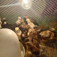 انواع جوجه نژاددار