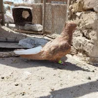دم سفید