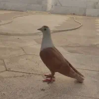 گمشده شهرک توحید