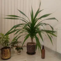 گل زیبای پاندانوس بن سای