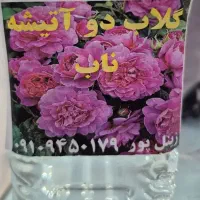 گلاب ناب با بهترین اسانس