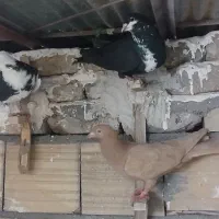 ۶عدد حیون برای نو بازی