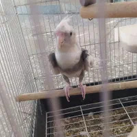 عروس هلندی نر