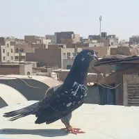 کله ماستی نر