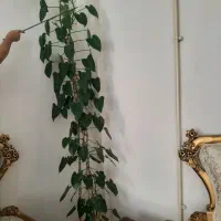 گل و گیاه