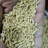 جو بومی درجه ۱