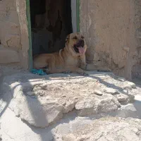سگگ|سگ|میانه, |دیوار