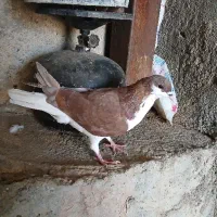 کبوتر