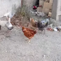 ۱۸ تا جوره