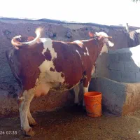 گاو ماده سیمیتال