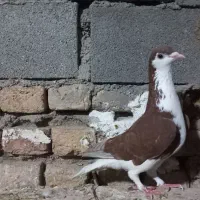 ساده سرخ