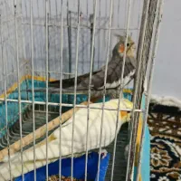 عروس هلندی