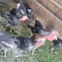 بوقلمون