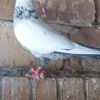 کبوتر
