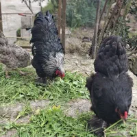 خروس برهما اورجینال بلک