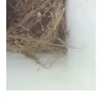 قناری