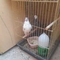 کفتر نرو ماده،