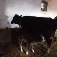 گاو سالم تمیز