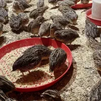 بلدرچین بالغ نر گوشتی کف قیمت بازار