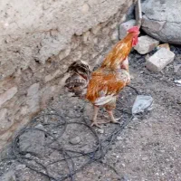 خروس دورگه اصیل