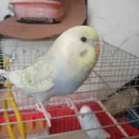 جوجه مرغ عشق انگلیسی