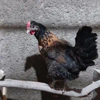 مرغ تخمگذار  ۱ ماه داره تخم میکنه
