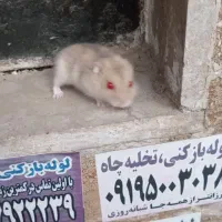 همستر کمپل