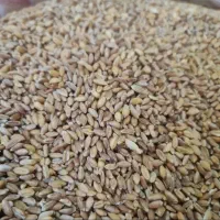 گندم فروشی معاوضه با جو