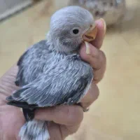 جوجه سرلاکی نژاد یووینگ طوطی کوتوله برزیلی