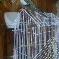 عروس هلندی دستی با قفس