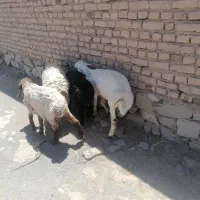 فروش چهارتابره نر سبگ وزن