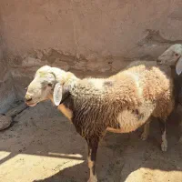 قوچ .|حیوانات مزرعه|الشتر, |دیوار
