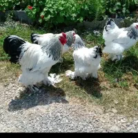 پرورش برهما لایت (اصیل)