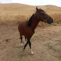 اسب